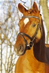 <b>Berlusconi</b>