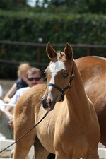 Dagens Bedste Pony: HM Perfection