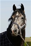 <b>Lancelot</b>