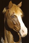 <b>Prince Perfect</b>