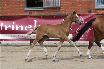 Dagens Bedste Pony: HM Perfection