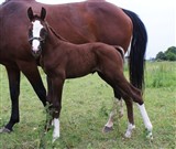 Equino Rouge, Tailormade Lancelot, Jetset-D, Lundebakkegård v/M. Larsen