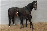 Evelynn e. Lancelot/Esprit. Opdrættet af Karin K. Nielsen. www.walber.dk