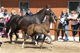 Nr. 4 Vestergaard’s Izette