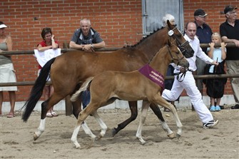 Dagens Bedste Ponyføl HM Perfecttin e. Prince Perfect