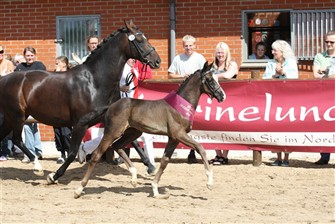 Dagens Bedste Dressurhoppeføl - Neergaard's Gucci