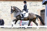 <b>Darling</b> e. De Noir/Cavalier
Bronzemedaljehoppe – fløj – dressur – Eliteskuet 2009
Opdrættet af: Katrinelund