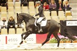 <b>Atterupgaards Orthilia</b> e. Gribaldi
Nr. 6 ved 4-års championat for ungheste 2009
Opdrættet af: Atterupgaard