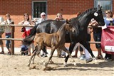 Nr. 2. Pegasus Halsnæs