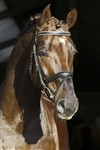 <b>Skovens Rafael</b>