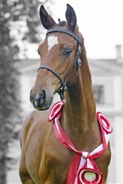 <b>Sandbæk’s Lacapo</b> e. Tailormade Temptation
Årets dressurbetonede hingsteføl
med 10 i type, trav og helhed.
Opdrættet af Eigil Kirkegaard Nielsen, Spjald