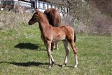 Orehoejs Bright Star e. Lancelot/Red Fern. Opdrættet af Knud jakobsen, Værløse