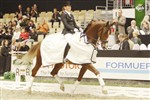 <b>Charmeur</b> e. Crelido/Fernando
Vinder af 5- og 6-års championat for ungheste 2008 og 2009
Opdrættet af: Stutteri Hove v. Gitte Søgaard og Poul Hove