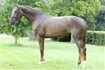 <b>Hummels Damiro Stardust</b> e. Godsend du Reverdy/A’Khan Z
Bronzemedaljehoppe – springning - Eliteskuet 2009
Opdrættet af: Hummelshøj og Højslet