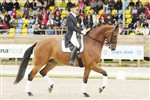 <b>Overgaard’s Lawell</b> e. Weltjunge/ May Sherif – A-hest i dressur
Nr. 4 ved 7-års championat for dressurheste v. Falsterbo Horse
Show 2009 – Opdrættet af: Tove og Ove Møller Nørgaard