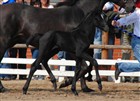 4 dage gl. føl e. Lancelot/Lobster. Opdrættet af Tailormade Horses