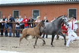 Nr. 3. Temba S