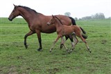 SL Jolie Coeur e. Stardust/Leandro. Opdrættet af Charlotte Kecia Bank, Kbh. Ø