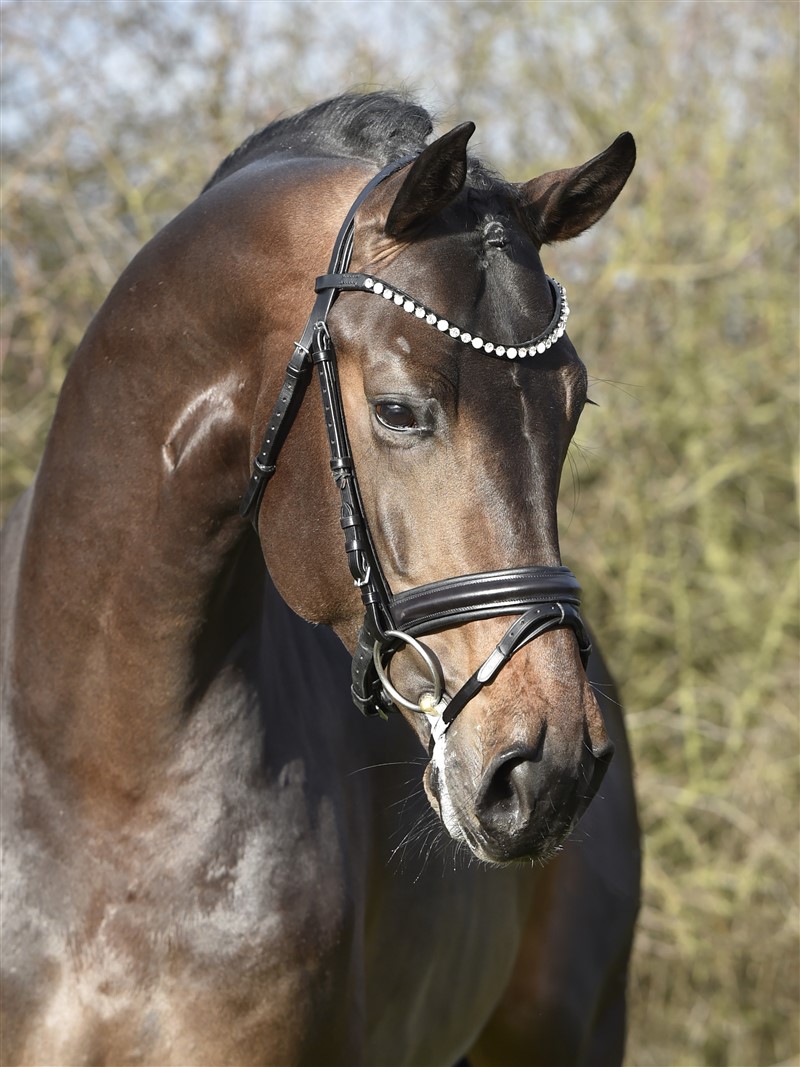 DVH 1223 Romeo