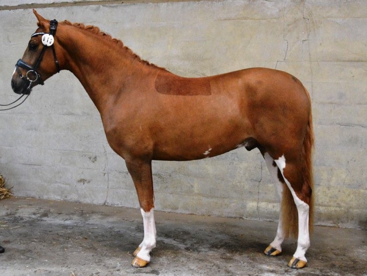 SPH 242 Lunds Bitsch Boy