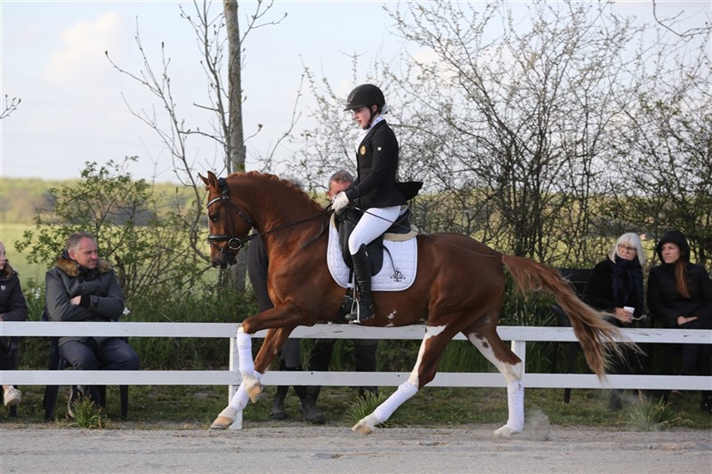 SPH 242 Lunds Bitsch Boy