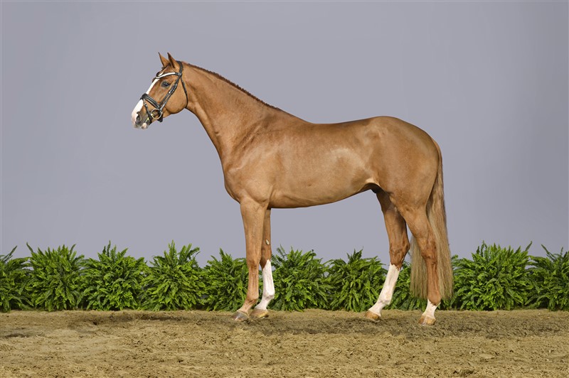 DVH 1251 Casall Sem
