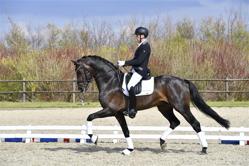 DVH 1223 Romeo